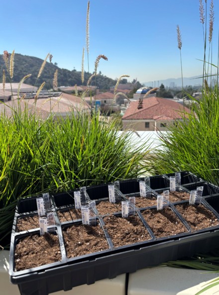Starter pods containing individual Pisum sativum (pea) variants. Each pod represents a distinct genetic variety used to initiate the experiment.